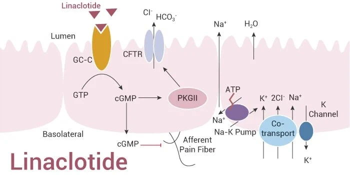 Mechanism of action of linaclotide Mechanism of action of linaclotide